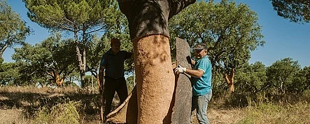 The cork oak and natural cork play an instrumental role in the fight against climate changes