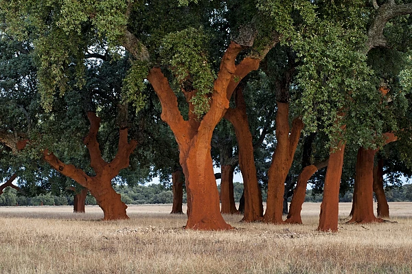 Sustainable by nature